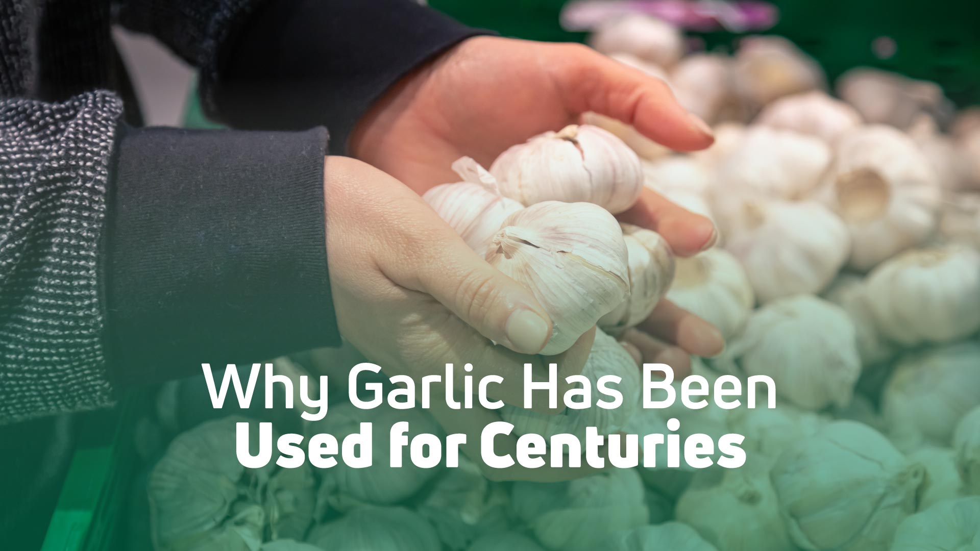 Why Garlic Has Been Used for Centuries - horizontal banner